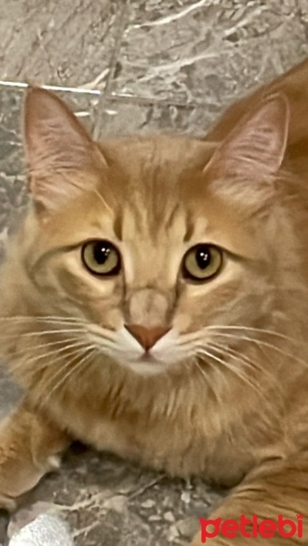 Tekir Kedi, Kedi  Köpük fotoğrafı