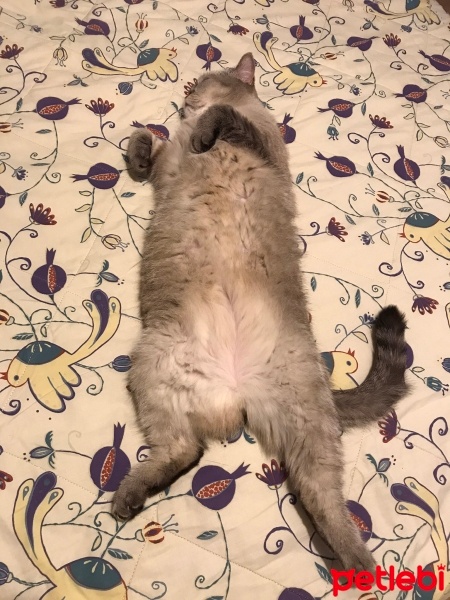 British Shorthair, Kedi  Kylo Ren fotoğrafı