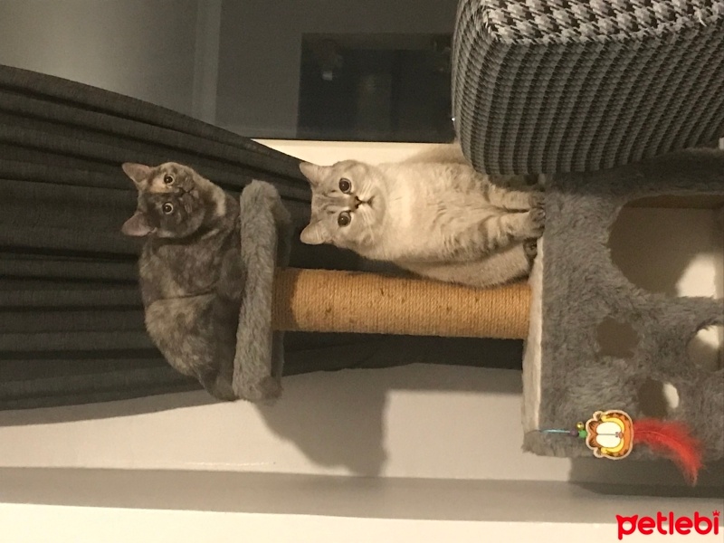 British Shorthair, Kedi  Kylo Ren fotoğrafı