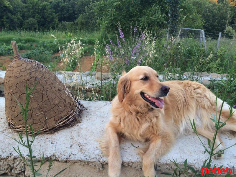 Golden Retriever, Köpek  Oscar  fotoğrafı