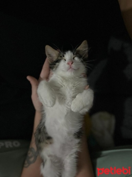 Tekir Kedi, Kedi  Sütlaç fotoğrafı