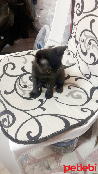 Siyam Kedisi, Kedi  Karamık fotoğrafı