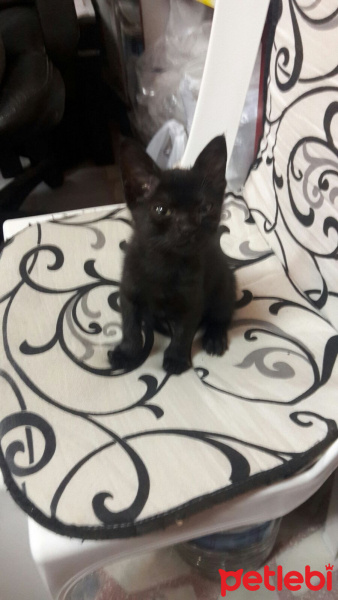 Siyam Kedisi, Kedi  Karamık fotoğrafı
