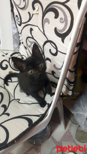 Siyam Kedisi, Kedi  Karamık fotoğrafı