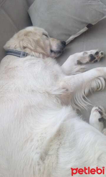 Golden Retriever, Köpek  Ginger fotoğrafı