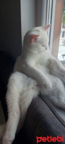 British Shorthair, Kedi  Pamuk fotoğrafı