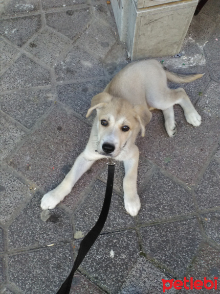 Sibirya Kurdu (Husky), Köpek  Toprak fotoğrafı