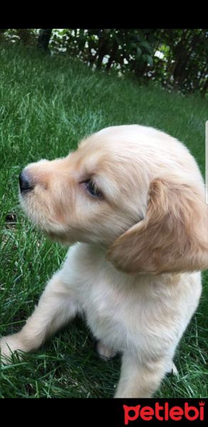 Golden Retriever, Köpek  Viski fotoğrafı