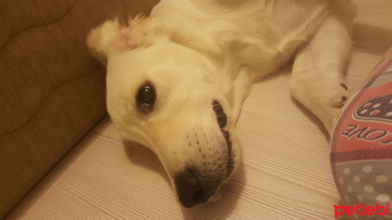 Golden Retriever, Köpek  Atlas  fotoğrafı