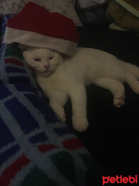 Scottish Fold, Kedi  Pars fotoğrafı