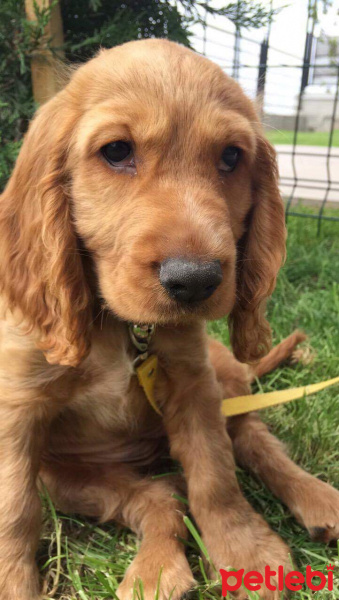 Amerikan Cocker Spaniel, Köpek  Caramel fotoğrafı