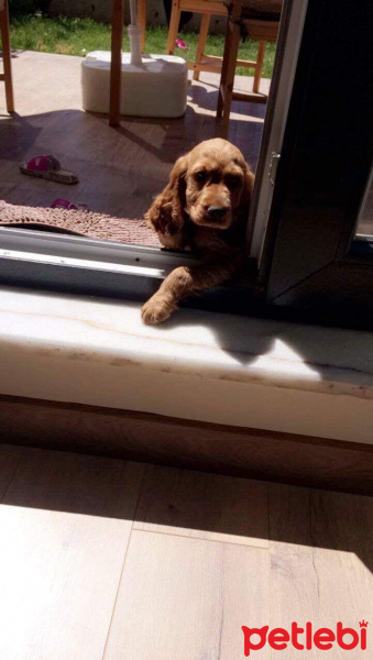 Amerikan Cocker Spaniel, Köpek  Caramel fotoğrafı