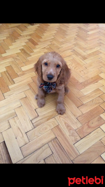 Amerikan Cocker Spaniel, Köpek  Caramel fotoğrafı