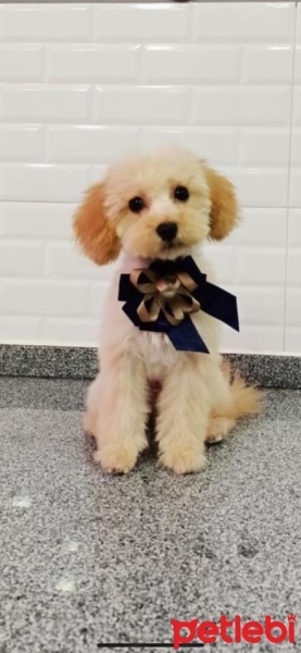 Poodle (Minyatür Kaniş), Köpek  ATEŞ BERK fotoğrafı