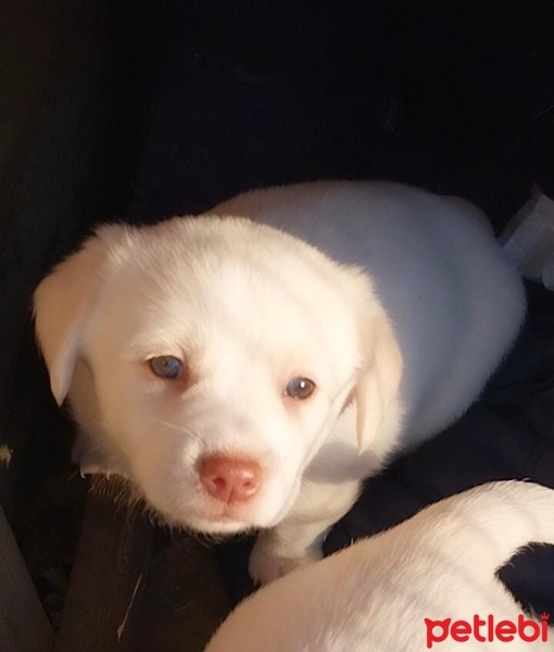 Maltese, Köpek  Terirer fotoğrafı