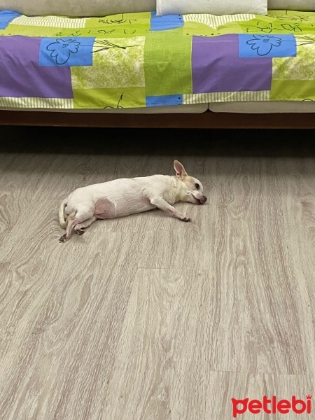 Chihuahua, Köpek  Mişa fotoğrafı