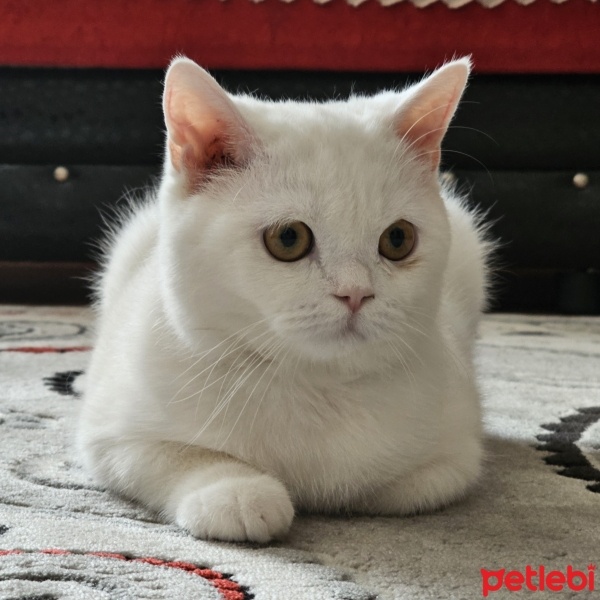 İran Kedisi (Persian), Kedi  Boncuk fotoğrafı