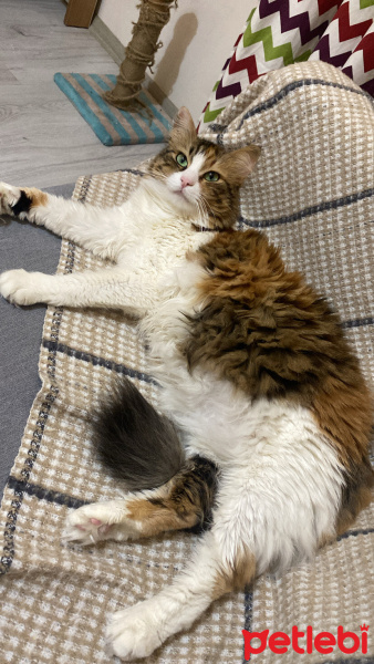 Soke, Kedi  Tarçın fotoğrafı