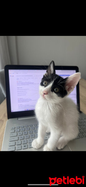 Tuxedo (Smokin) Kedi, Kedi  Bulut fotoğrafı