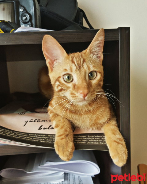 Tekir Kedi, Kedi  Tarçın fotoğrafı