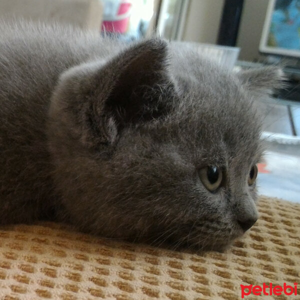 British Shorthair, Kedi  Heiter fotoğrafı