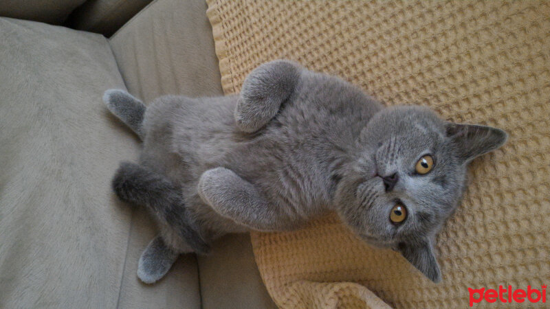 British Shorthair, Kedi  Heiter fotoğrafı