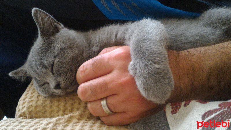 British Shorthair, Kedi  Heiter fotoğrafı