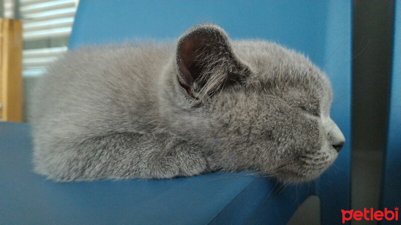 British Shorthair, Kedi  Heiter fotoğrafı