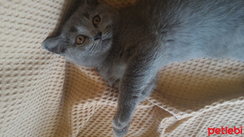 British Shorthair, Kedi  Heiter fotoğrafı