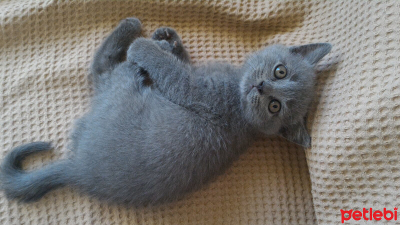 British Shorthair, Kedi  Heiter fotoğrafı