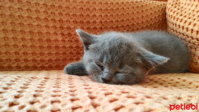 British Shorthair, Kedi  Heiter fotoğrafı