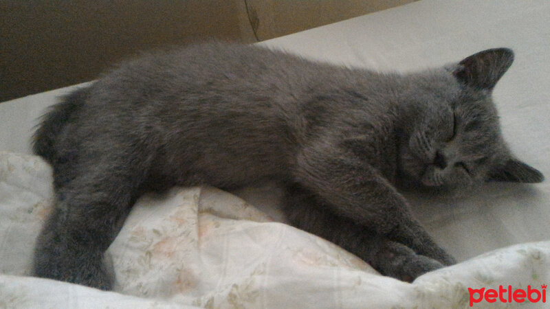 British Shorthair, Kedi  Heiter fotoğrafı