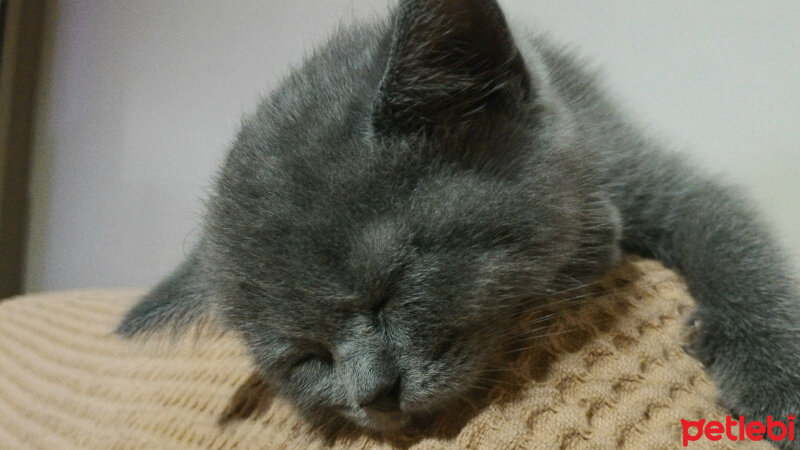 British Shorthair, Kedi  Heiter fotoğrafı