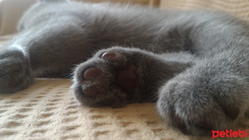 British Shorthair, Kedi  Heiter fotoğrafı