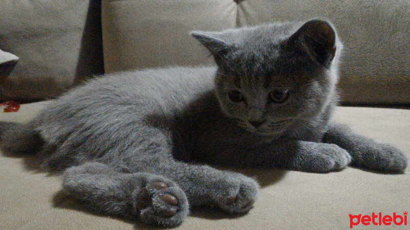 British Shorthair, Kedi  Heiter fotoğrafı