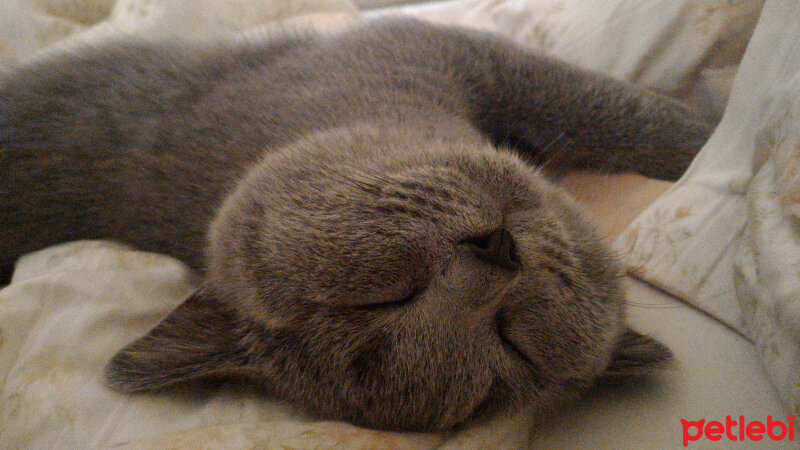 British Shorthair, Kedi  Heiter fotoğrafı