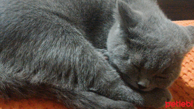 British Shorthair, Kedi  Heiter fotoğrafı