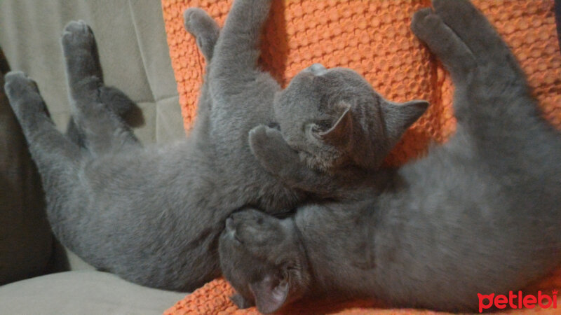 British Shorthair, Kedi  Heiter fotoğrafı