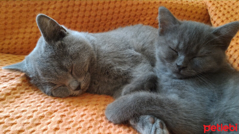 British Shorthair, Kedi  Heiter fotoğrafı