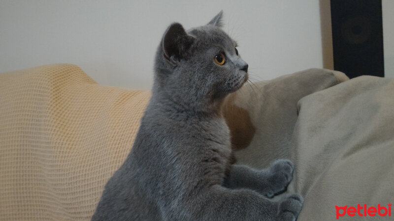 British Shorthair, Kedi  Heiter fotoğrafı