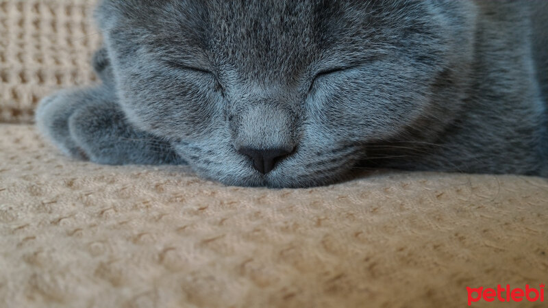 British Shorthair, Kedi  Heiter fotoğrafı