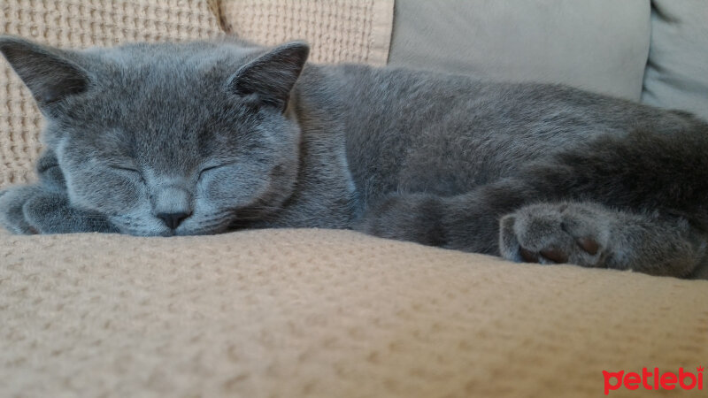 British Shorthair, Kedi  Heiter fotoğrafı