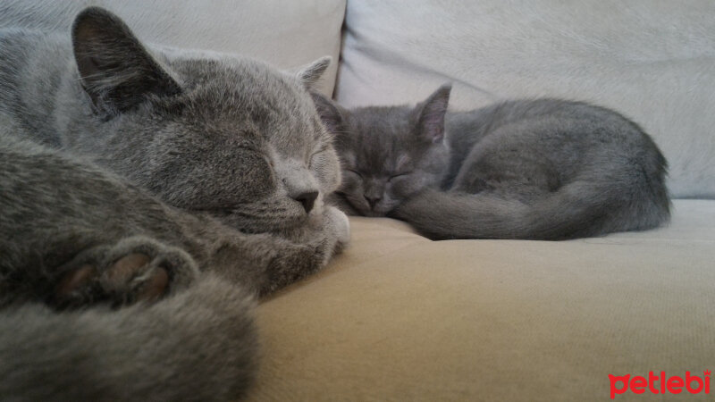 British Shorthair, Kedi  Heiter fotoğrafı