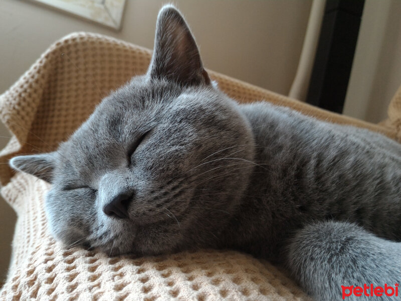 British Shorthair, Kedi  Heiter fotoğrafı