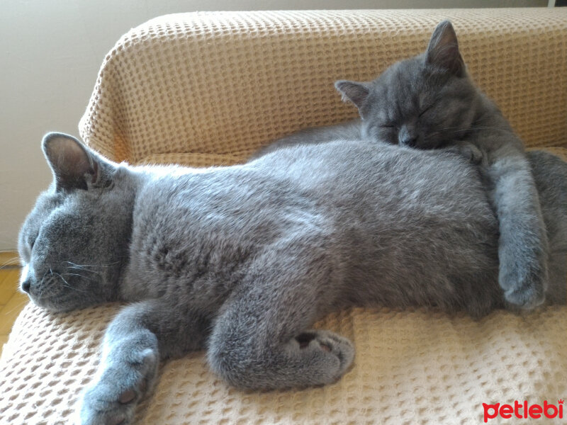 British Shorthair, Kedi  Heiter fotoğrafı