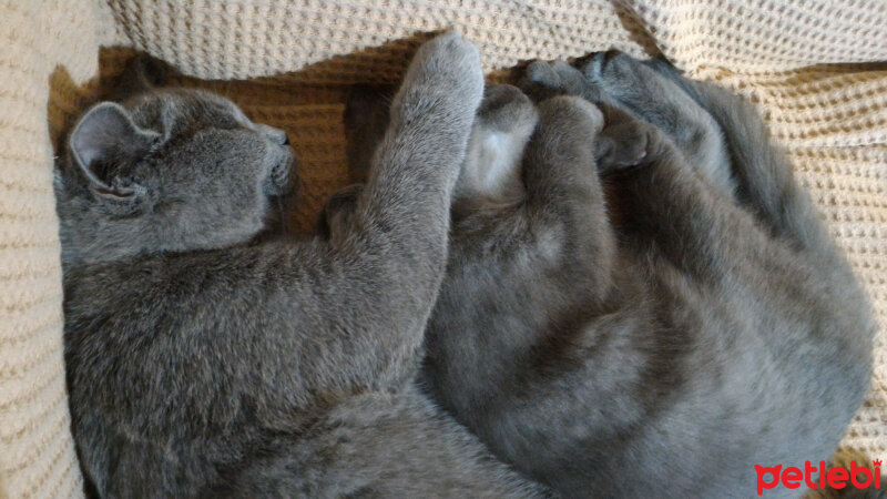 British Shorthair, Kedi  Heiter fotoğrafı