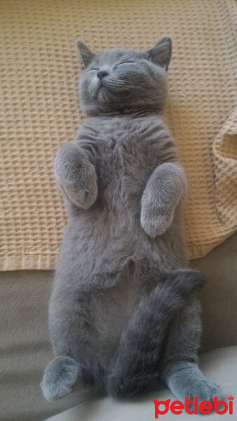 British Shorthair, Kedi  Heiter fotoğrafı