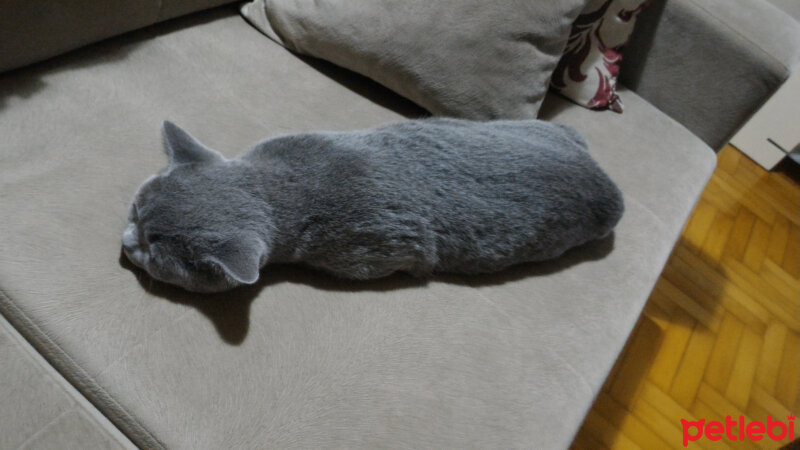 British Shorthair, Kedi  Heiter fotoğrafı