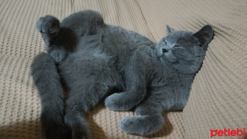 British Shorthair, Kedi  Heiter fotoğrafı