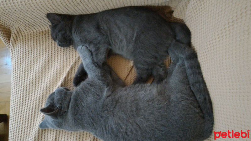 British Shorthair, Kedi  Heiter fotoğrafı